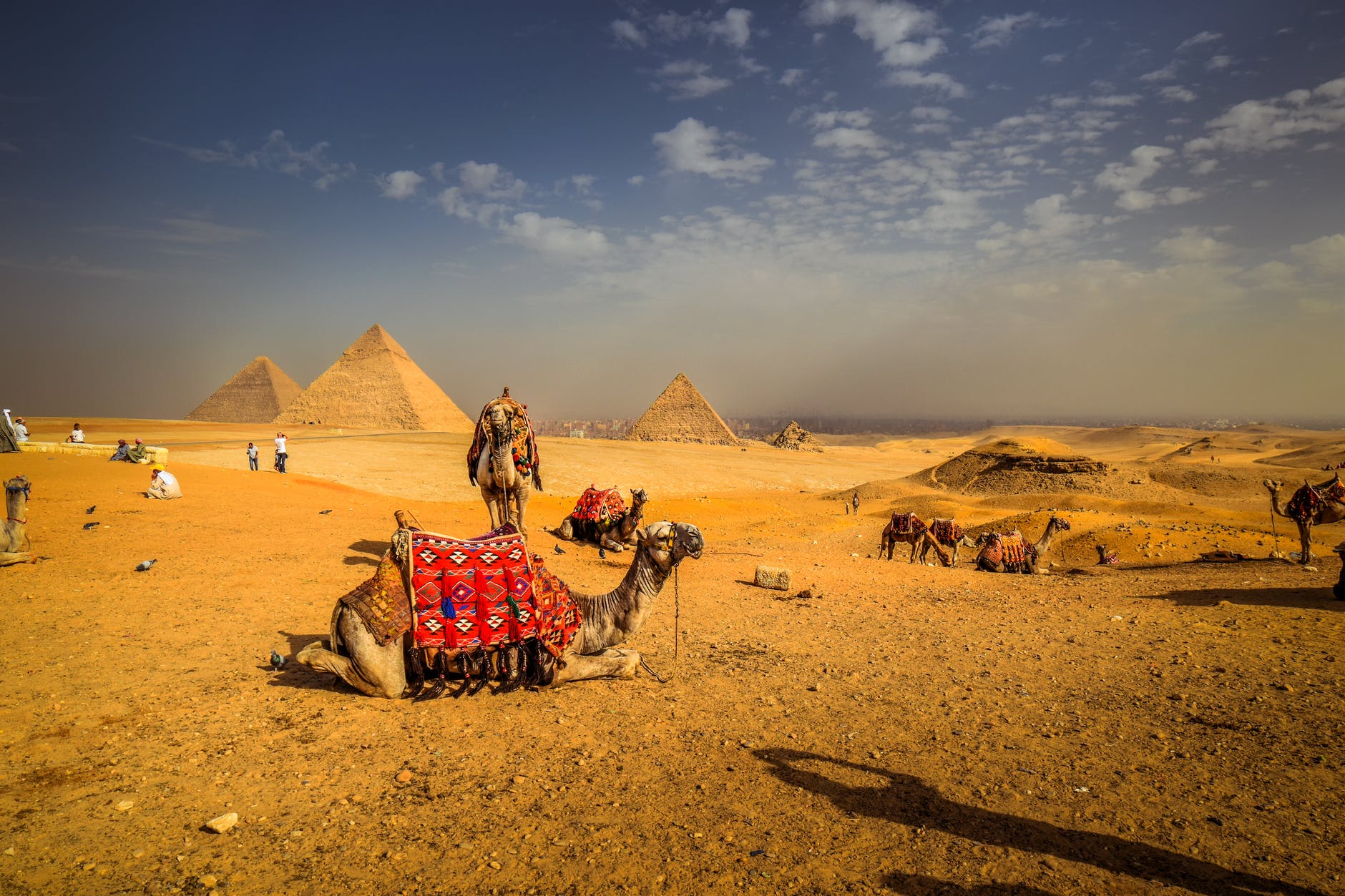 camels at the site of pyramids