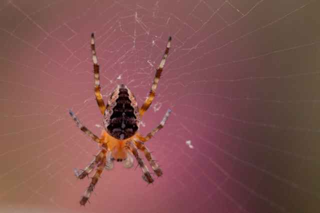 animal arachnid blur close up