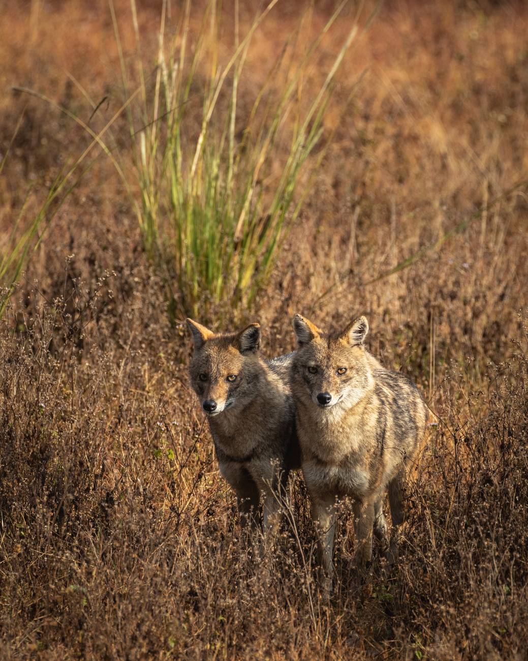 two brown wolves
