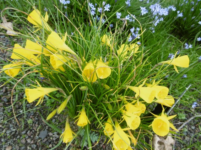 auckland-botanic-gardens-20160926-69