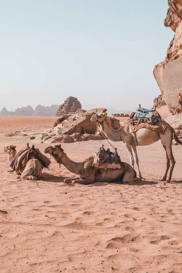 three camels resting in the desert